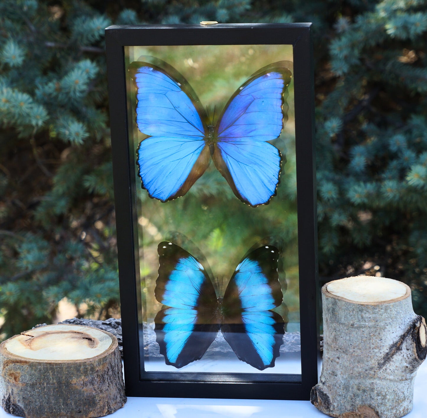 MORPHO BUTTERFLY