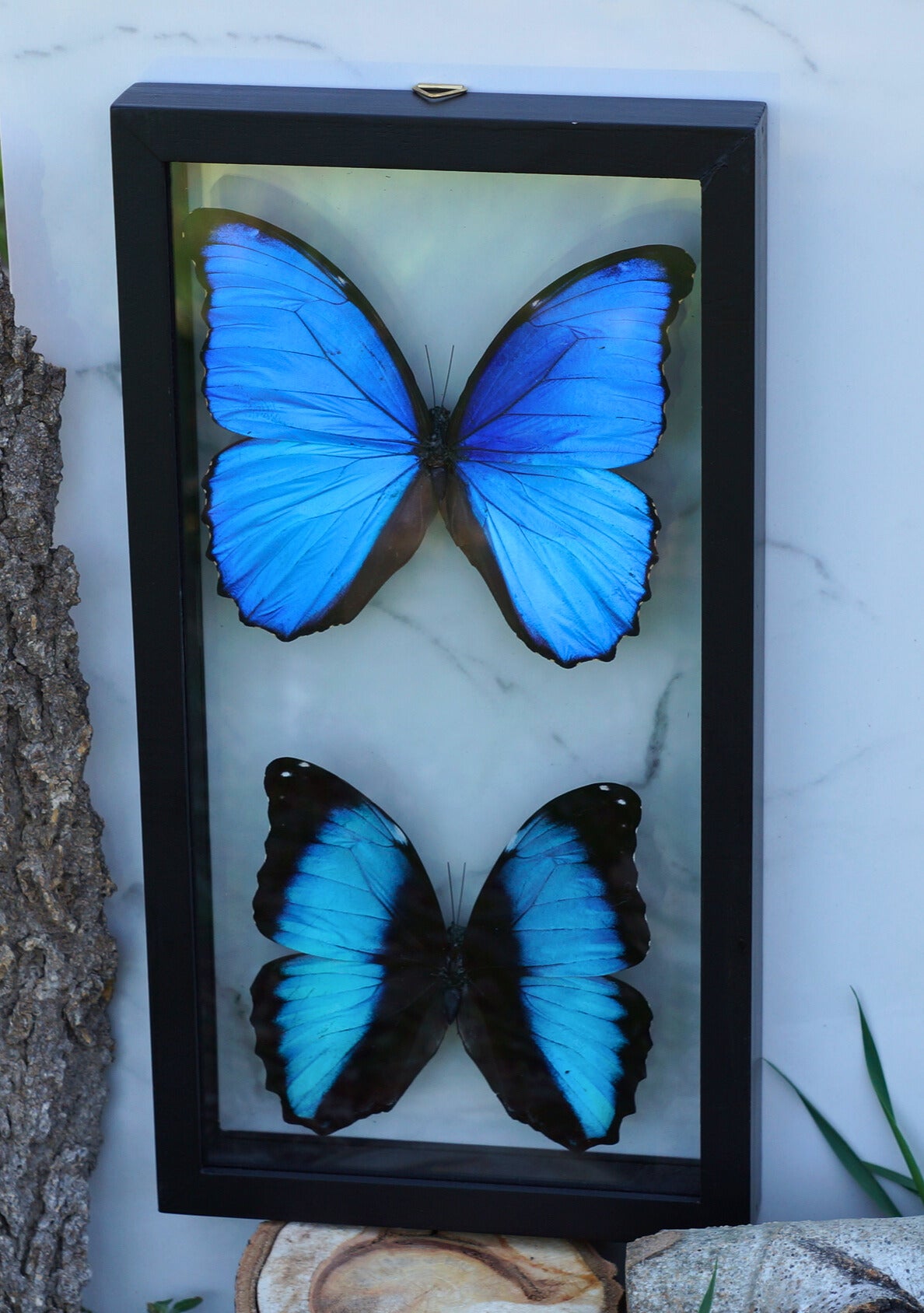 MORPHO BUTTERFLY