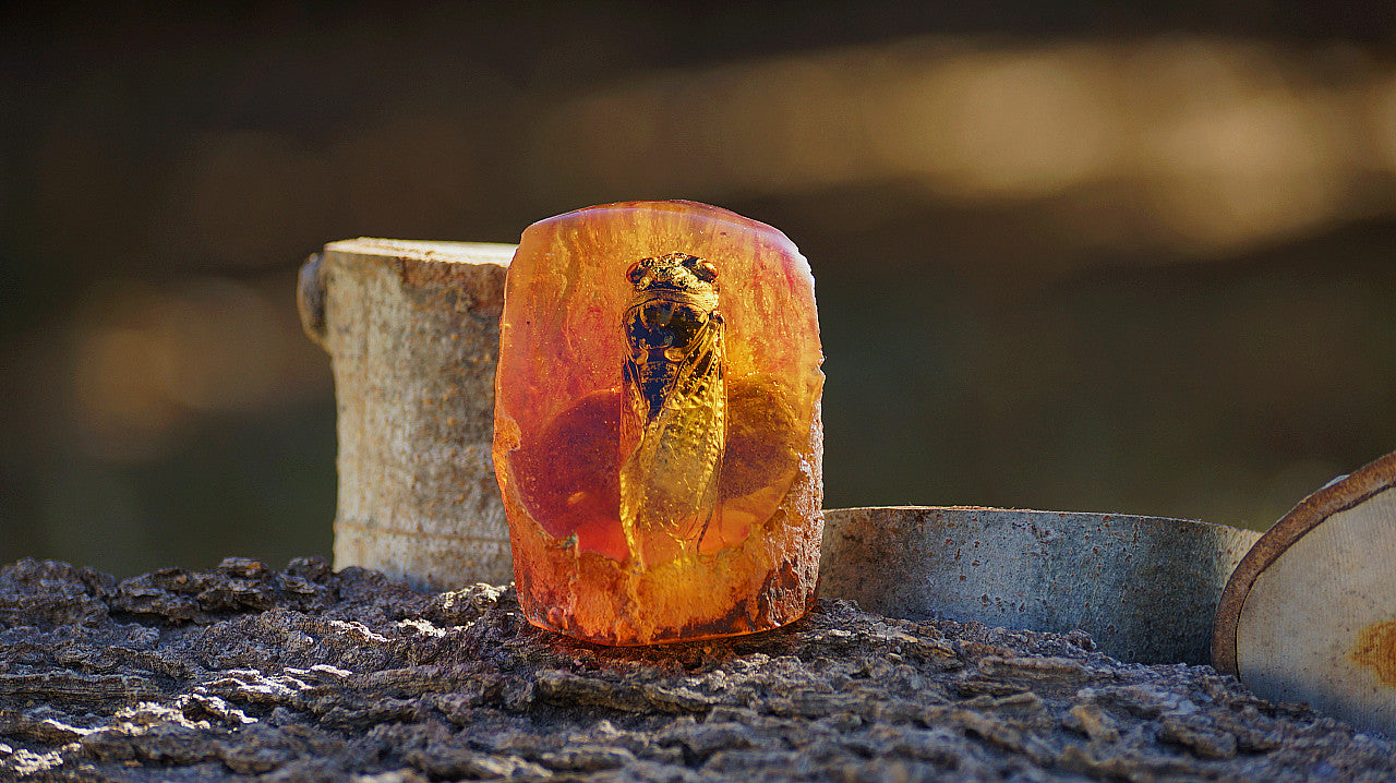AMBER CICADA