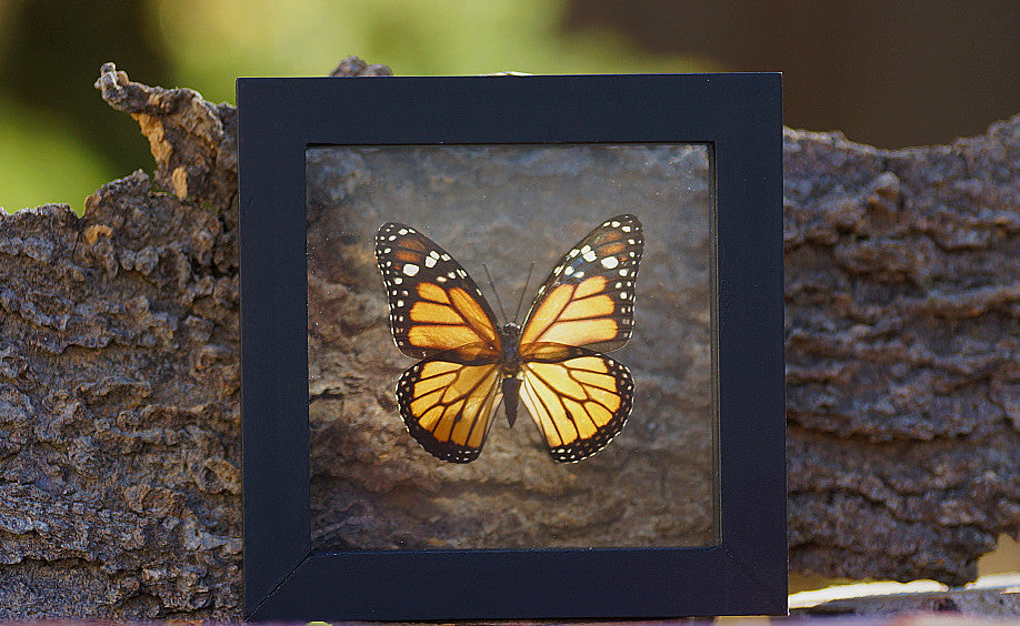 MONARCH BUTTERFLY