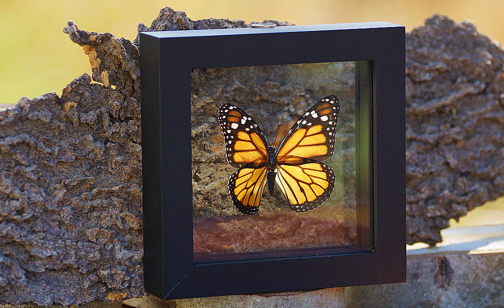 MONARCH BUTTERFLY