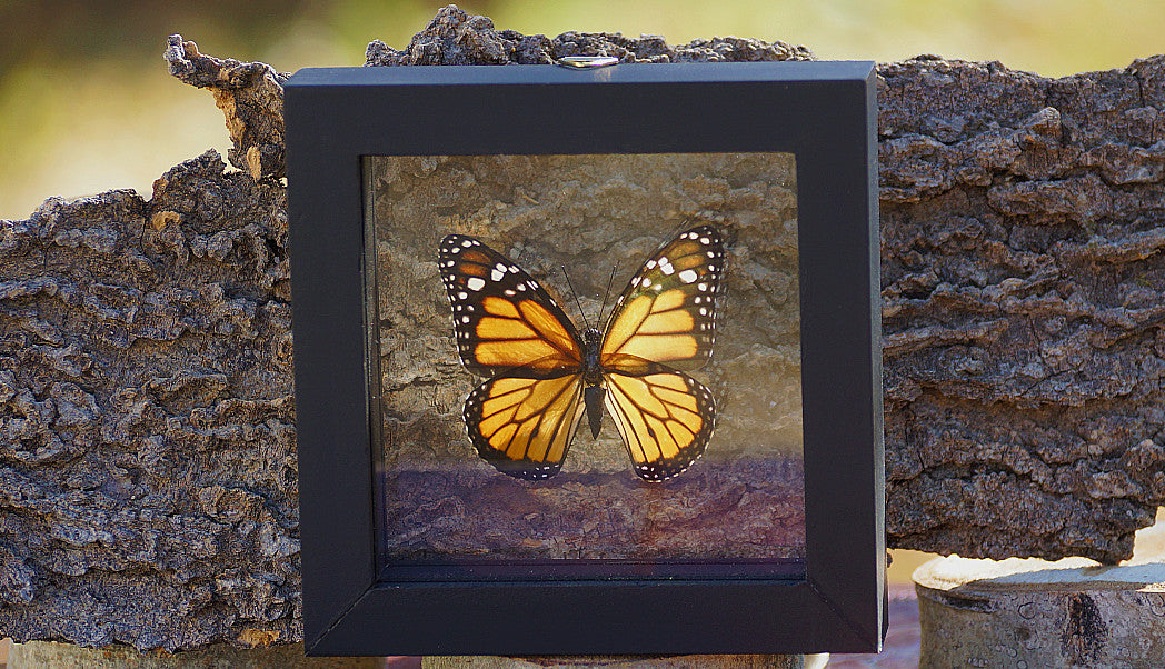 MONARCH BUTTERFLY