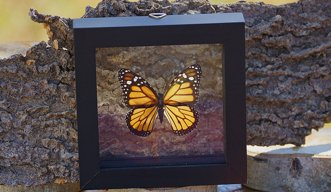 MONARCH BUTTERFLY