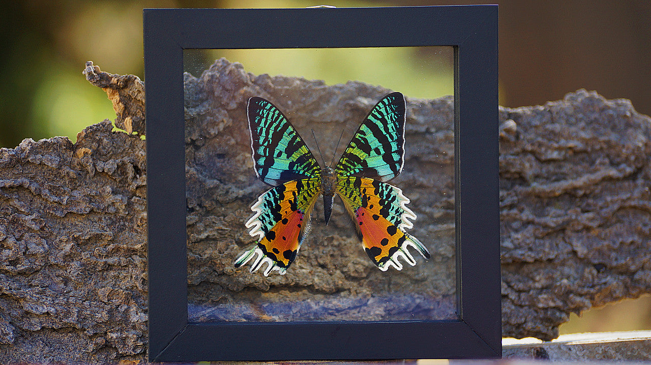 SUNSET MOTH