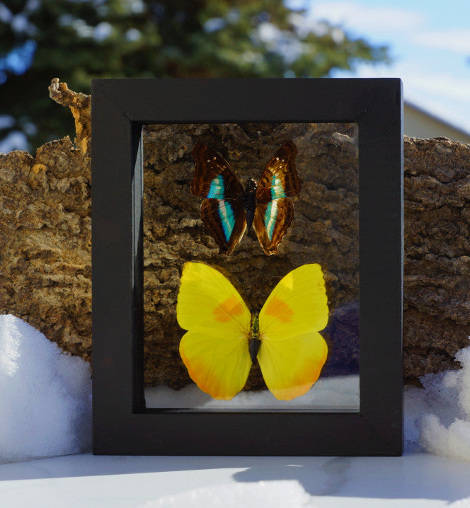BUTTERFLIES