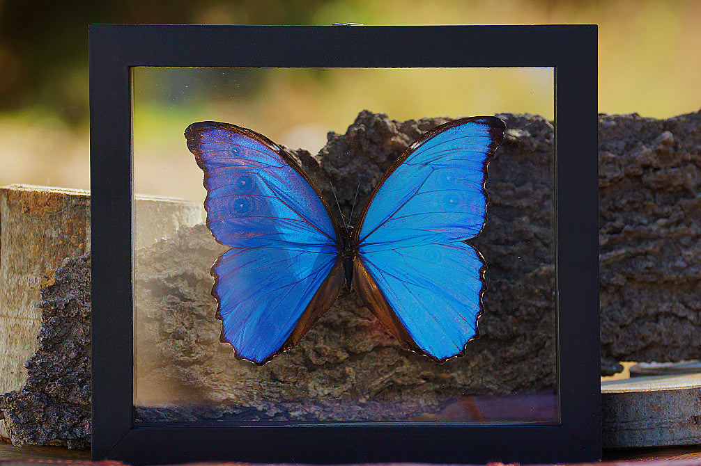 MORPHO BUTTERFLY