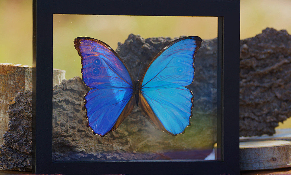 MORPHO BUTTERFLY