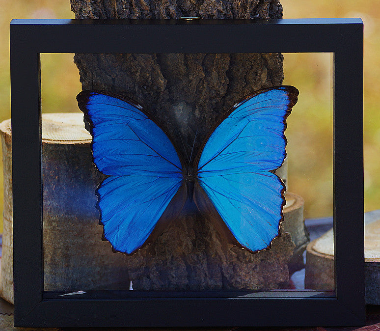 MORPHO BUTTERFLY