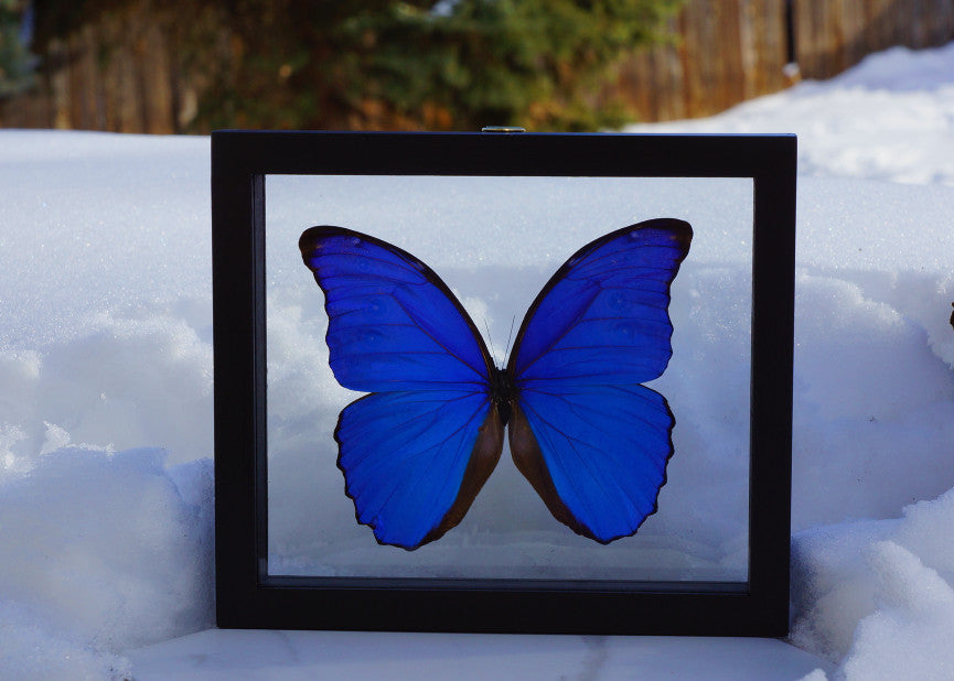 MORPHO BUTTERFLY
